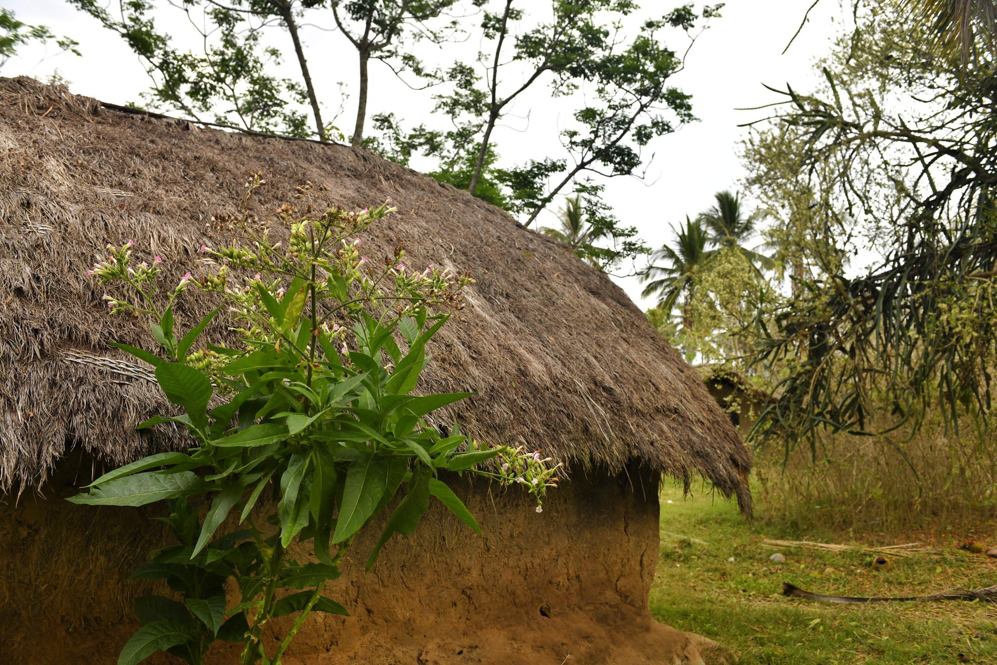 木棉花开的海南黎家村寨