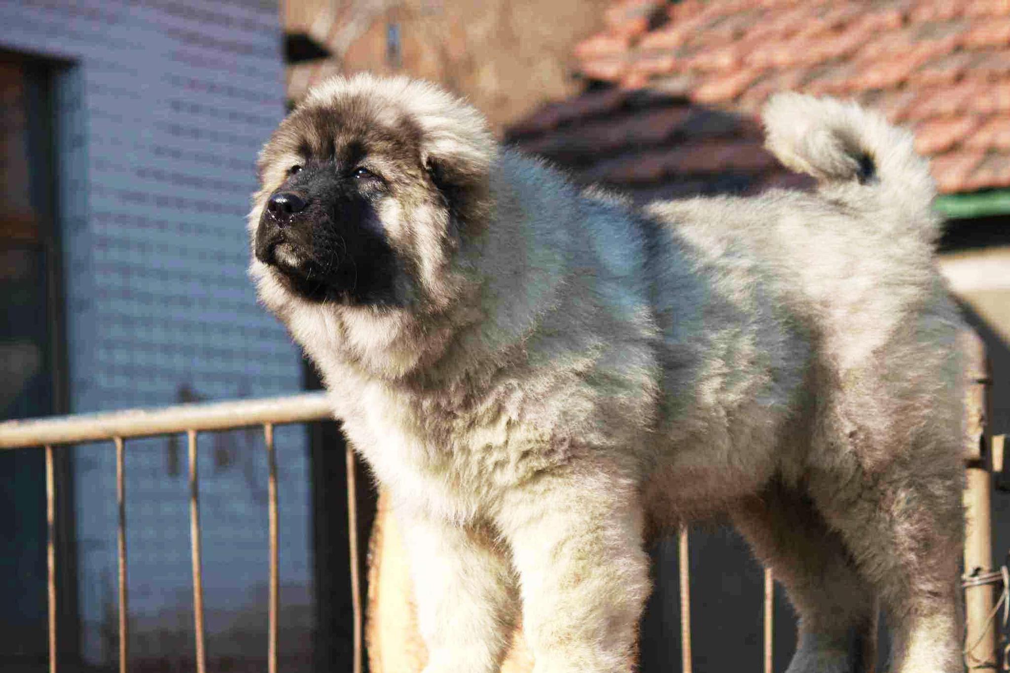 这几款战斗犬,让你选一个看家护院,你选哪个呢