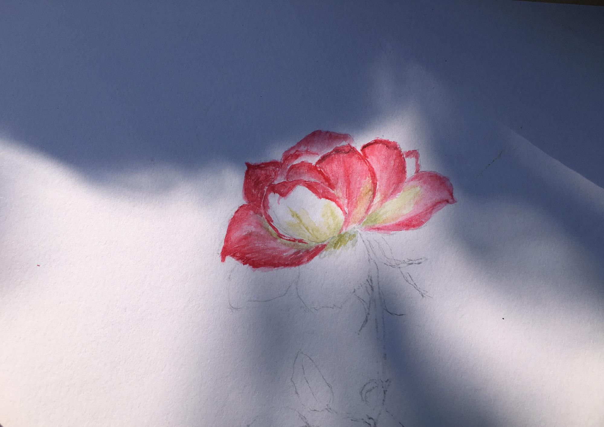 用水彩也能画出这么逼真的月季花,教程来了,快来看看吧