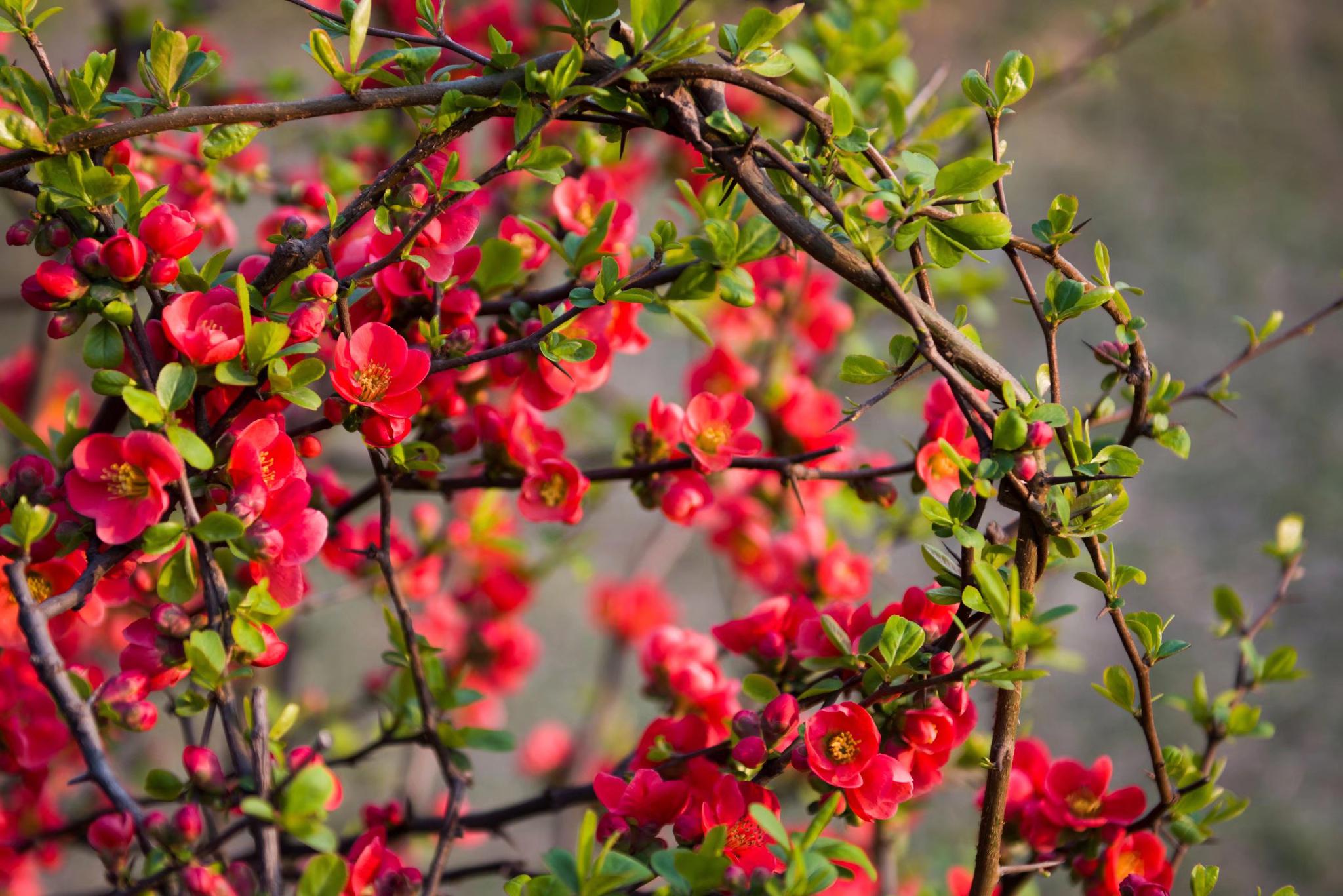 海棠四品都有哪四品你知道吗今日介绍灿若云锦的贴梗海棠