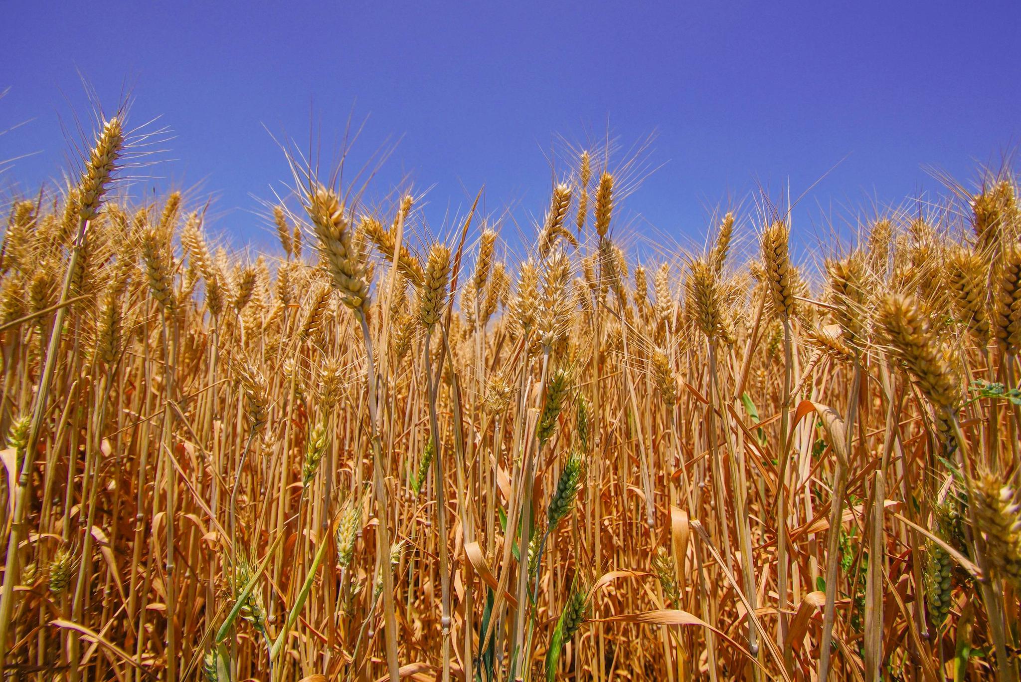 麦子成熟一片金黄风吹麦浪的感觉真好