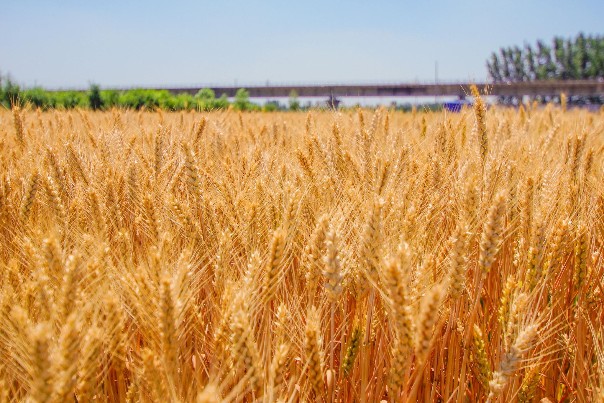 麦子成熟一片金黄风吹麦浪的感觉真好