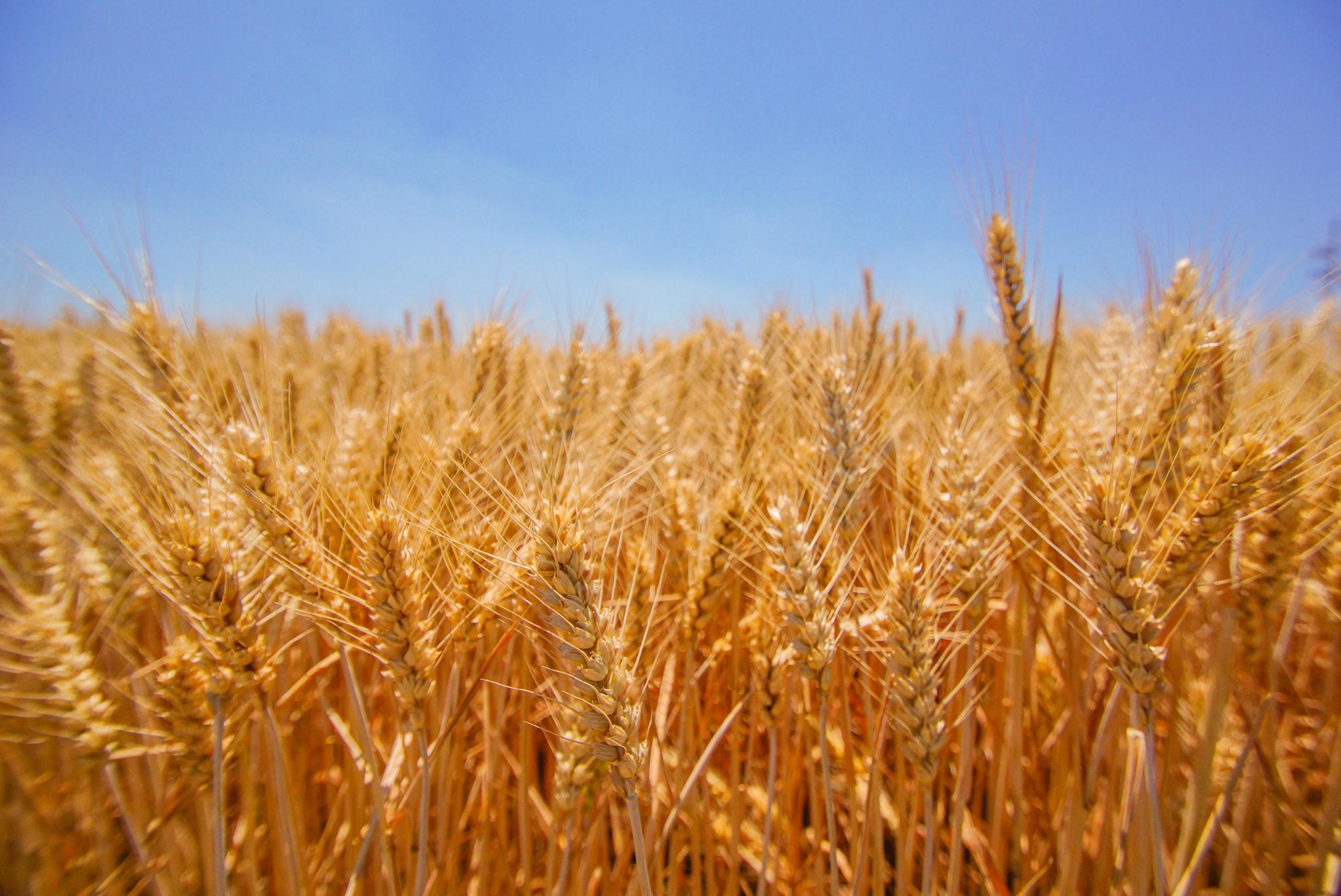 麦子成熟一片金黄,风吹麦浪的感觉真好