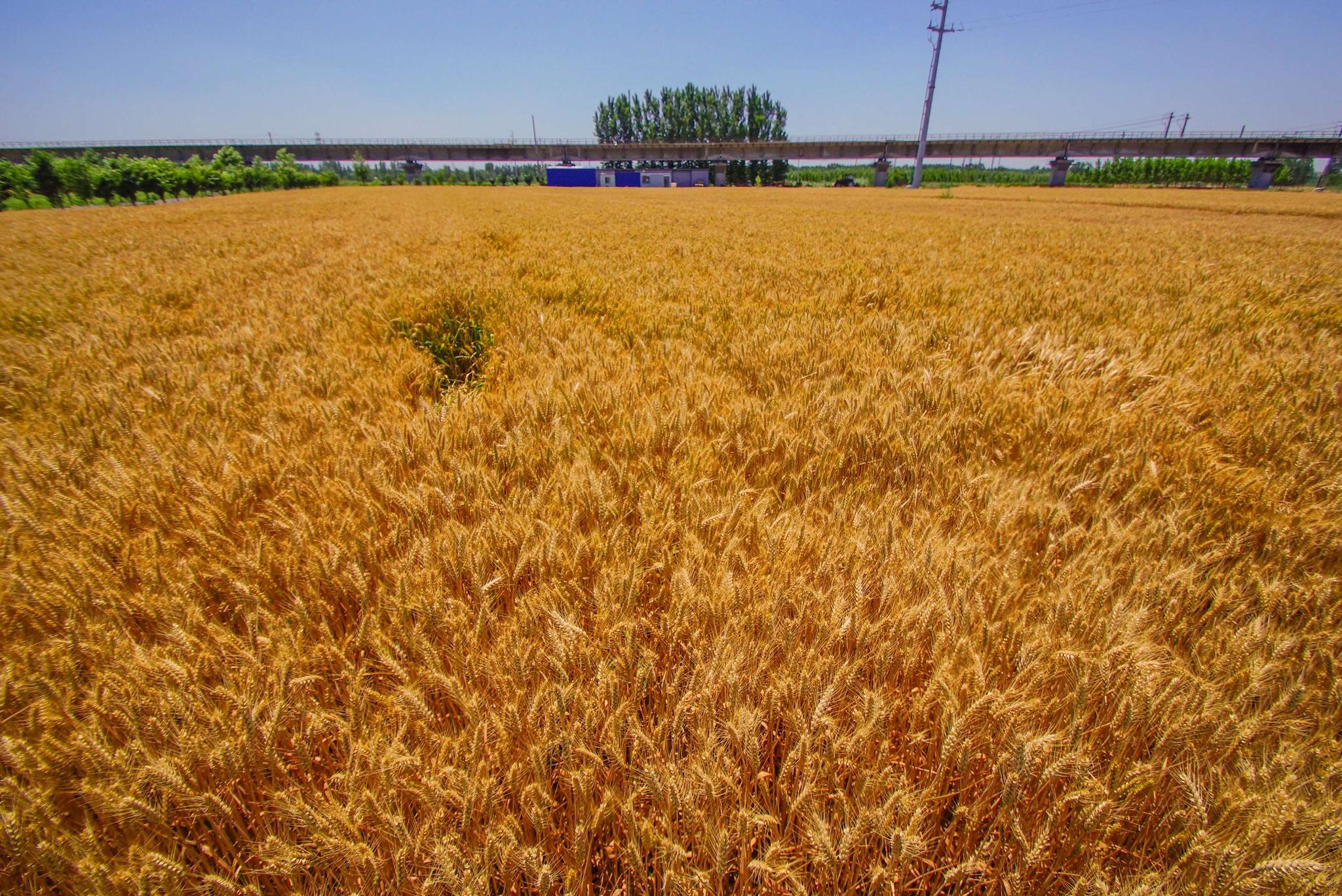 麦子成熟一片金黄风吹麦浪的感觉真好