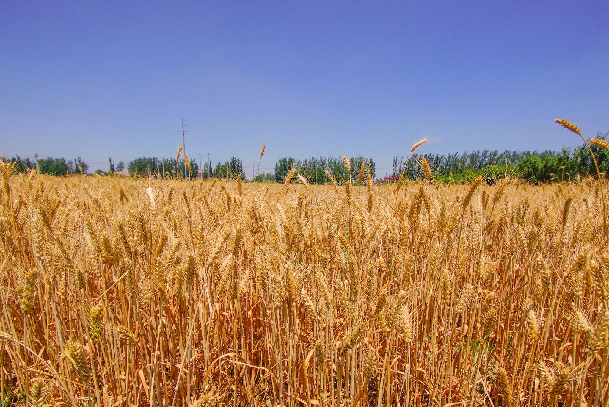 小麦成熟后的样子图片