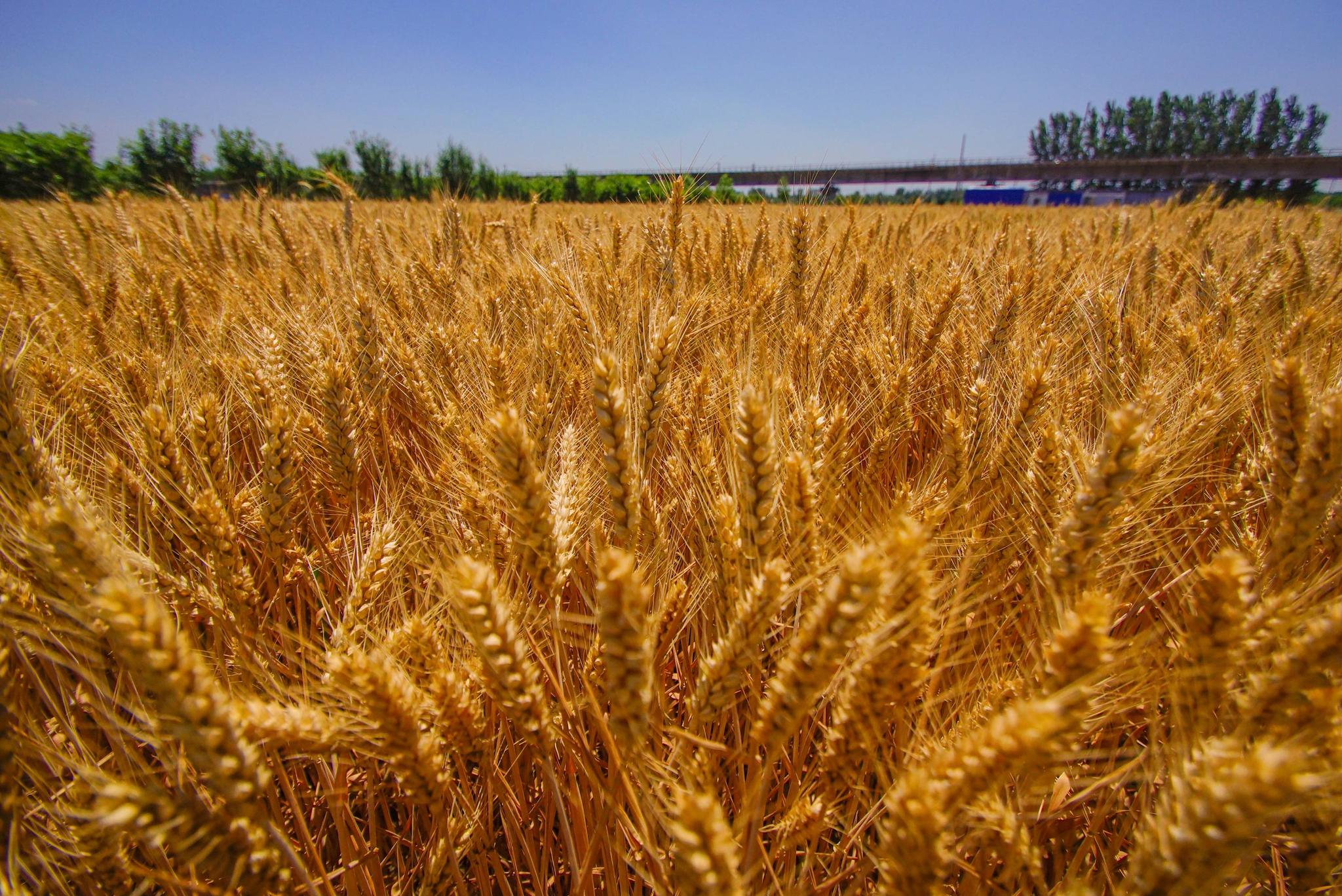 麦子成熟一片金黄,风吹麦浪的感觉真好