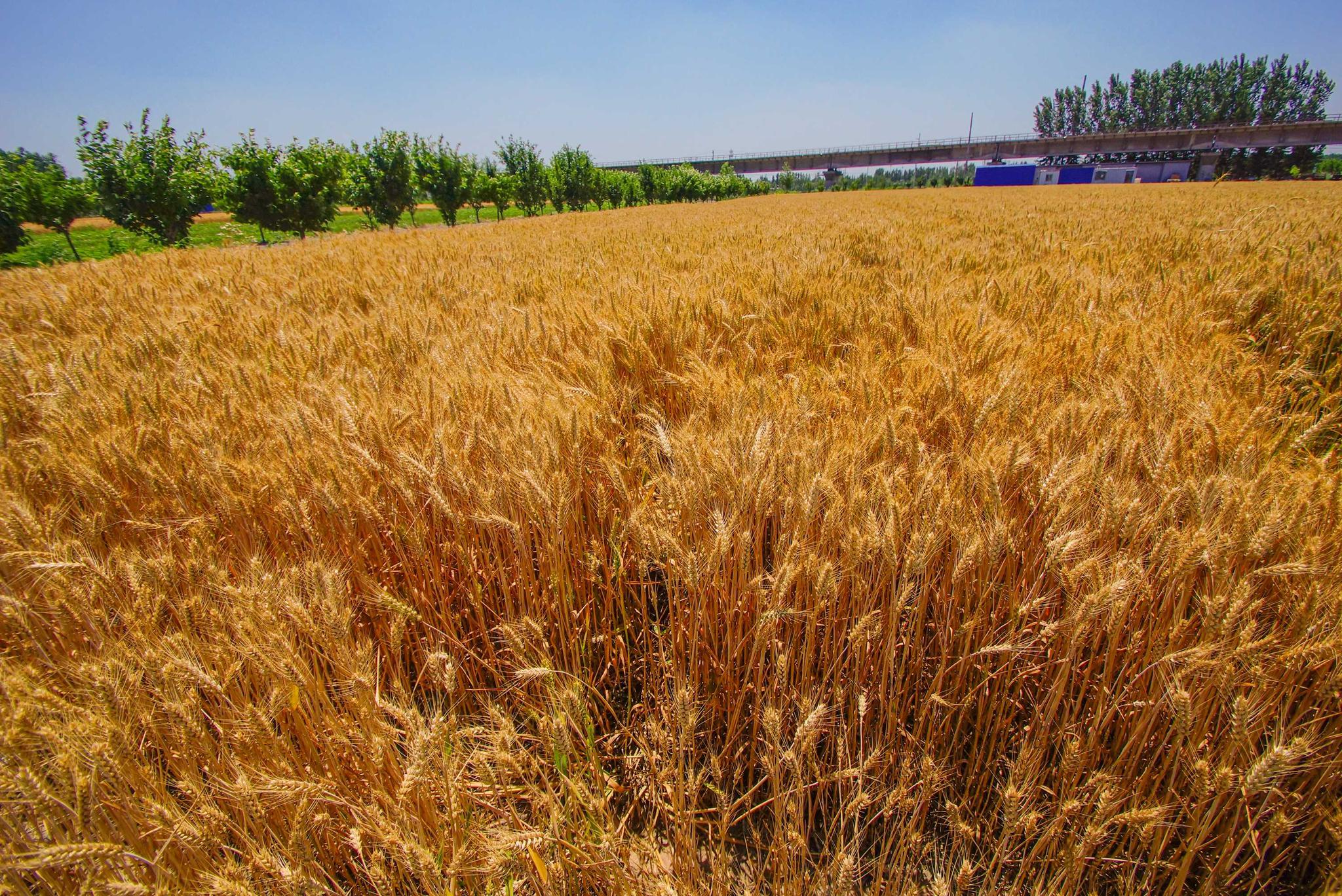 麦子成熟一片金黄风吹麦浪的感觉真好