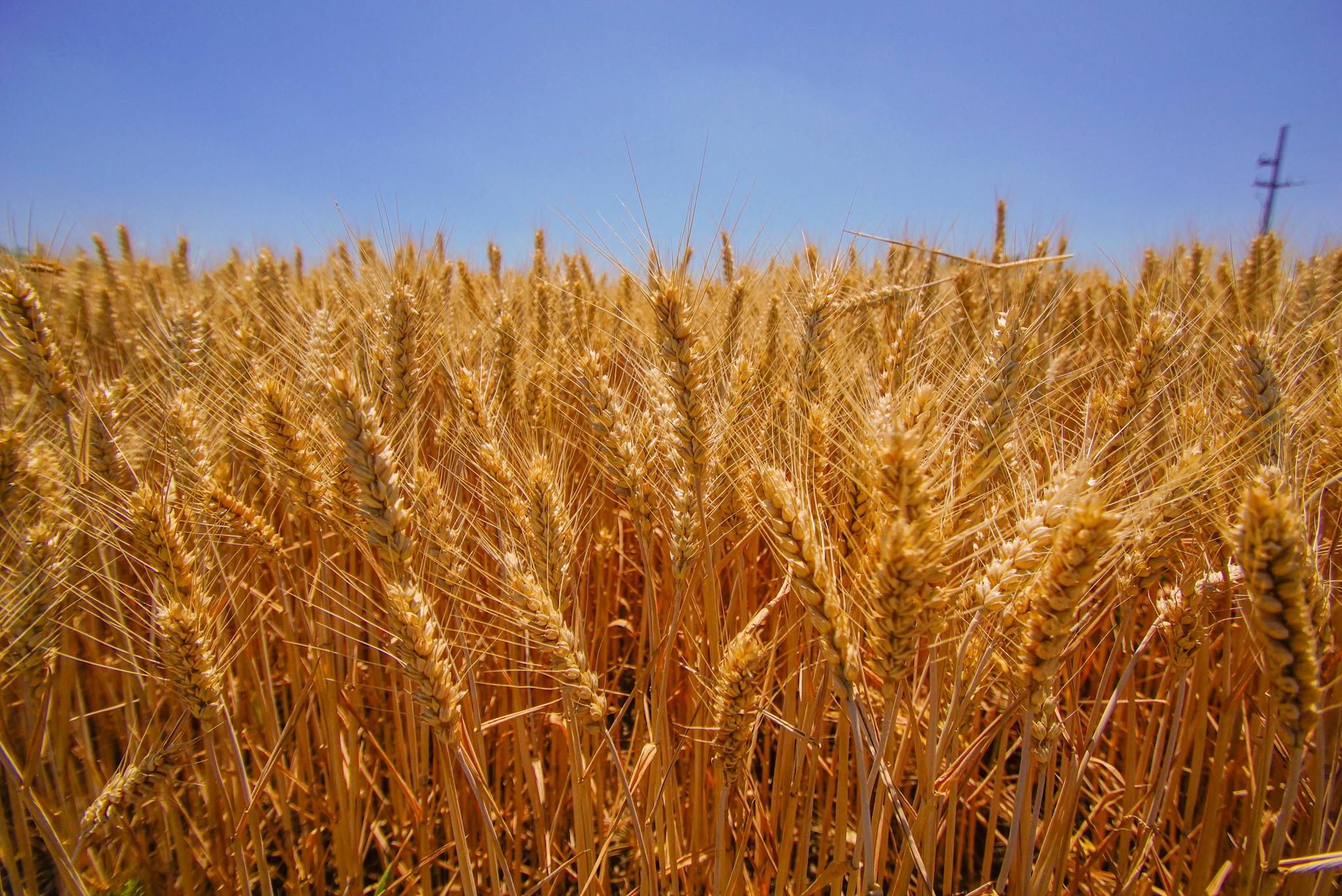 麦子成熟一片金黄,风吹麦浪的感觉真好