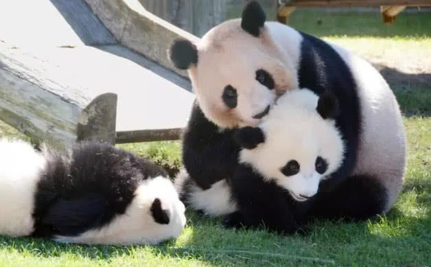 在日本为了让大熊猫上电视,所以就会把熊猫洗的干干净净的,但是这对于