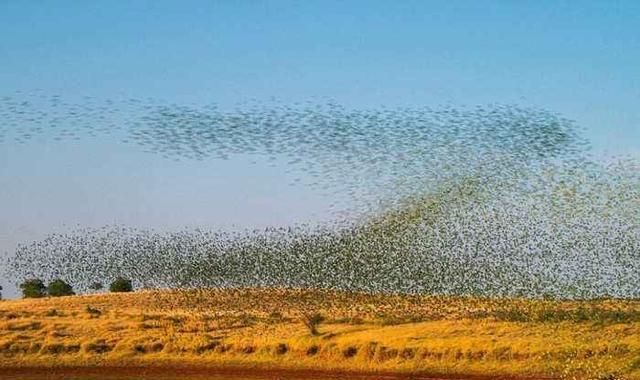 澳洲大火刚灭中国疫情刚刚好转东非蝗虫又拉开了灾害序幕