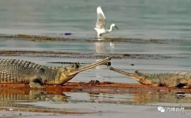 恒河鳄的又长又细鳄鱼嘴,网友:感觉能一战!