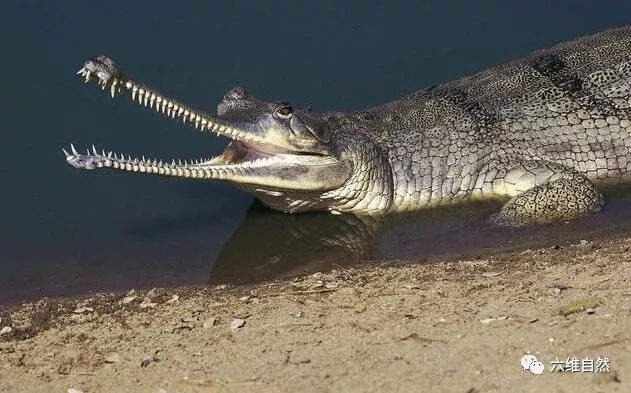 恒河鳄的又长又细鳄鱼嘴,网友:感觉能一战!