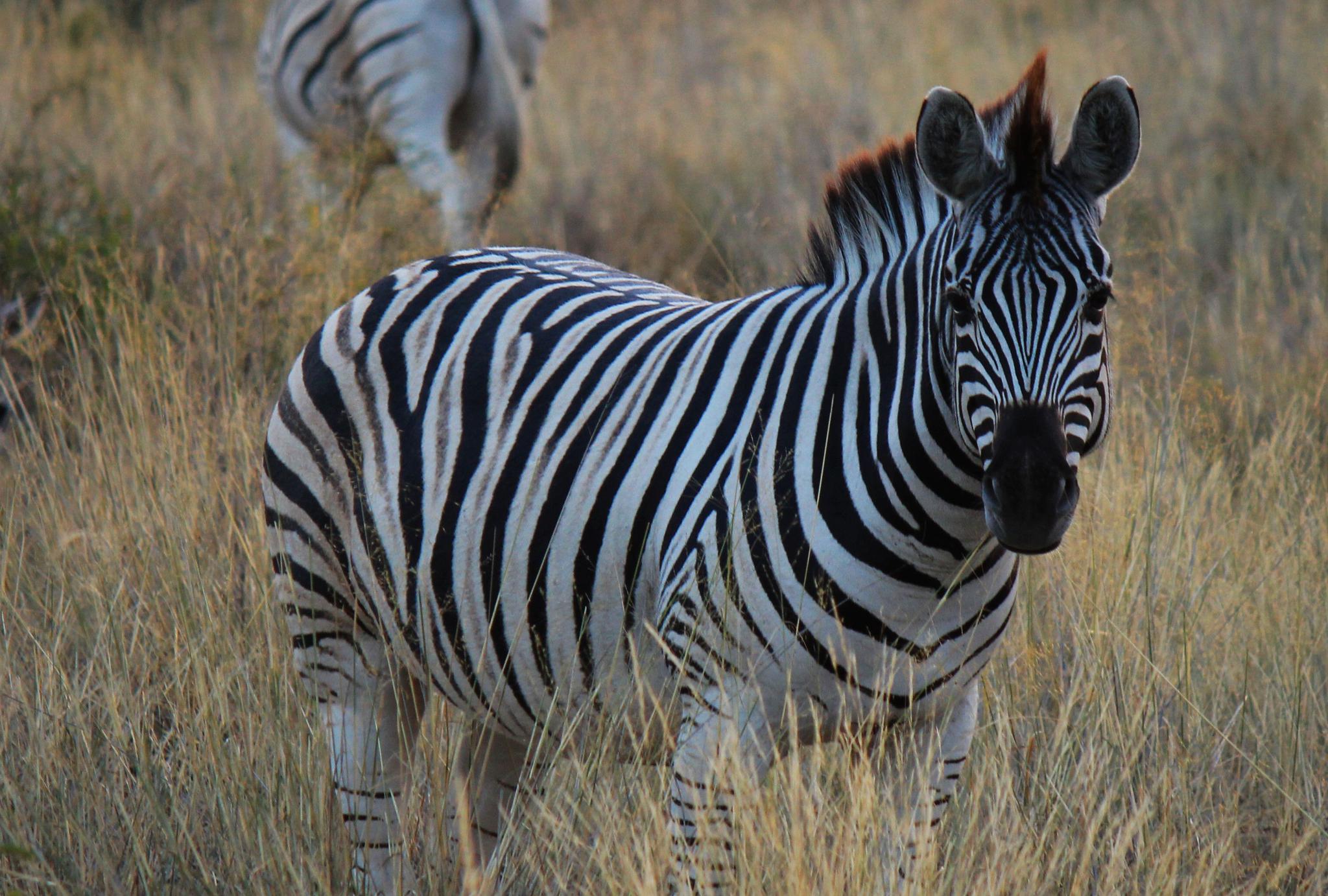博茨瓦纳,野生动物的天堂