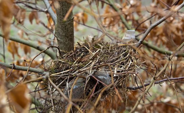 在农村看到鸟窝都是口朝上的,这是为什么?难道不怕被雨淋吗?