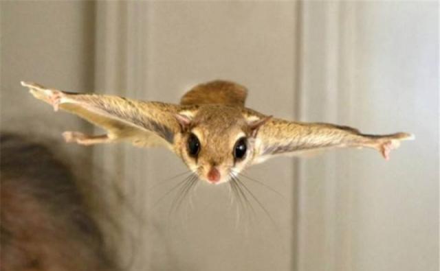 四川发现神秘飞狐,长得六不像,粪便是香