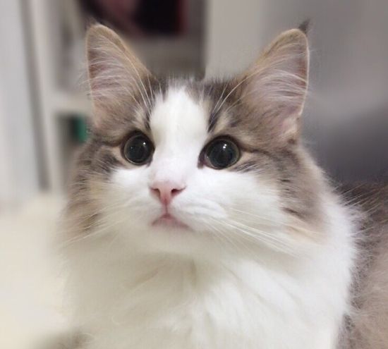 天然猫类,半长毛猫,顽皮可爱的喵咪,爱猫人士不可错过