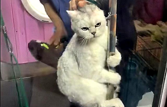 送猫咪去做绝育兽医迟迟没有动刀进手术室后画面扎心了