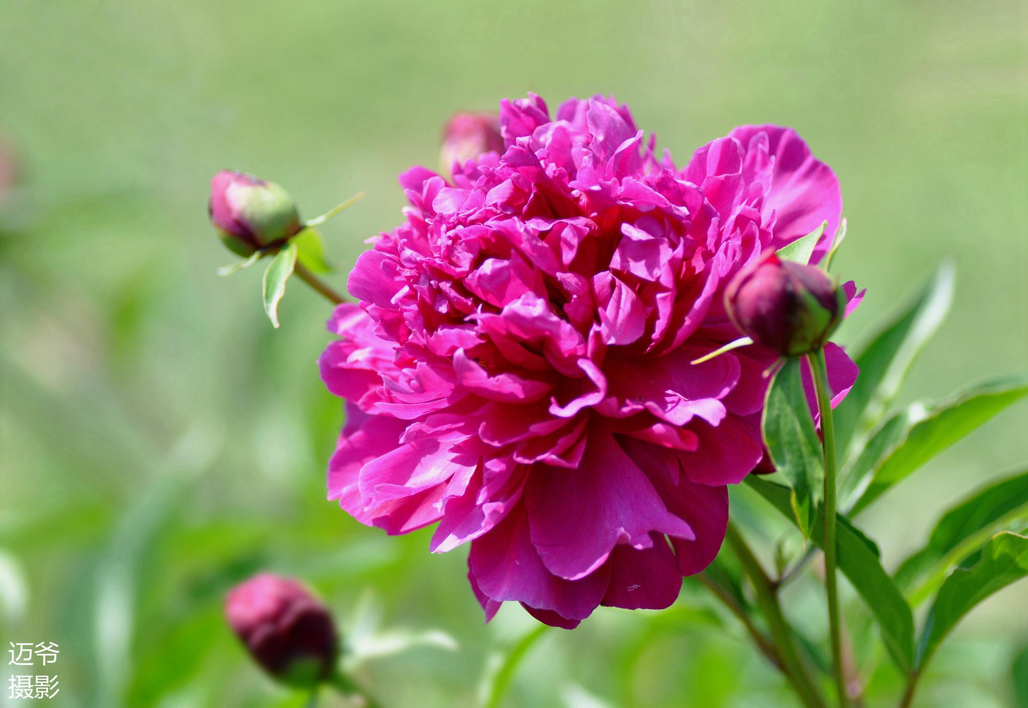 1/ 9盛开的芍药花【原创摄影】2/ 9盛开的芍药花