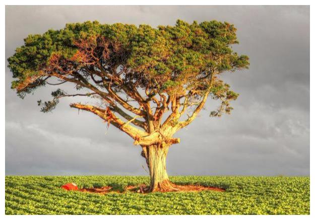 心理测试:你喜欢哪棵大树?测谁是你生命中的依靠,我的是恋人