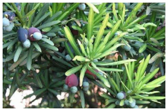 长在松树上奇特的"七彩果",好吃又好看,过去农村娃最喜欢吃