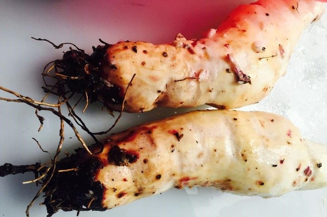 准备材料:栗薯,盐,葱 做法:1,把栗薯洗净表皮,然后把表皮的根须全部