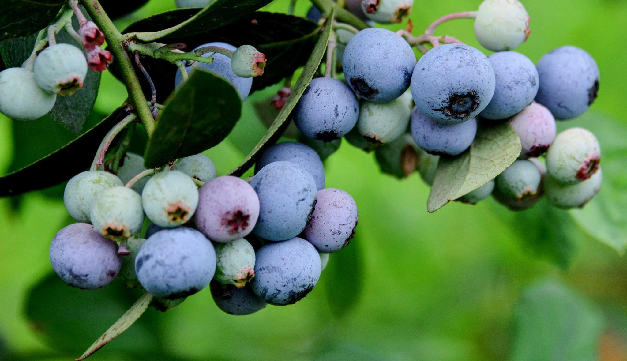 斗山蓝莓采摘季
