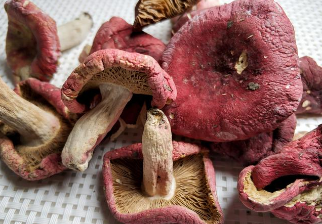 美味,有钱也很难买得到,秦巴山安康最常见的野生蘑菇有:牛肝菌,鸡油菌