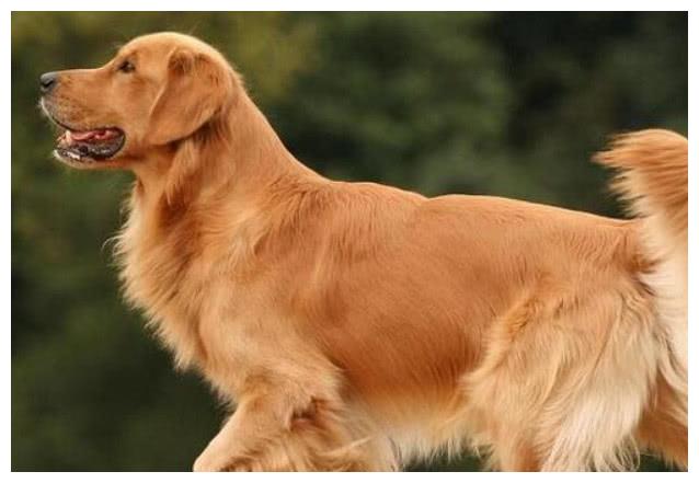 遛狗男子打死金毛狗被拘留网传疑似防卫过当狗主人伤心不已