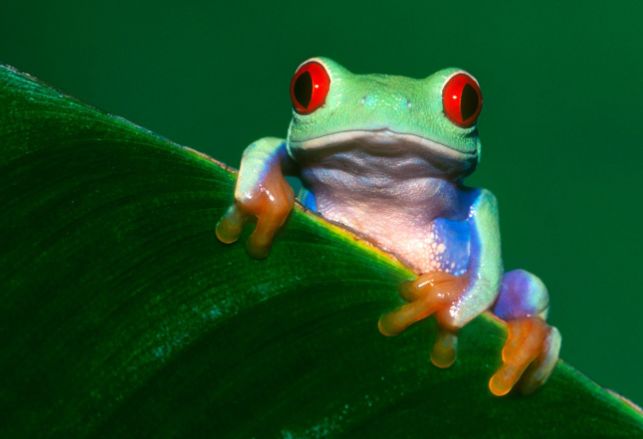 萌宠图集:五彩蛙类,萌哒哒|蛙类|图集|萌宠_新浪新闻