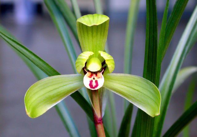 春兰老种水仙瓣逸品鉴赏莫把逸品充方字