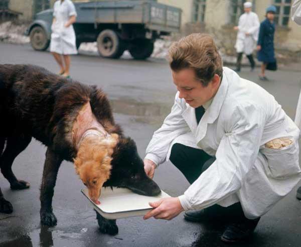 存活29天惨无人道实验室中诞生的双头犬