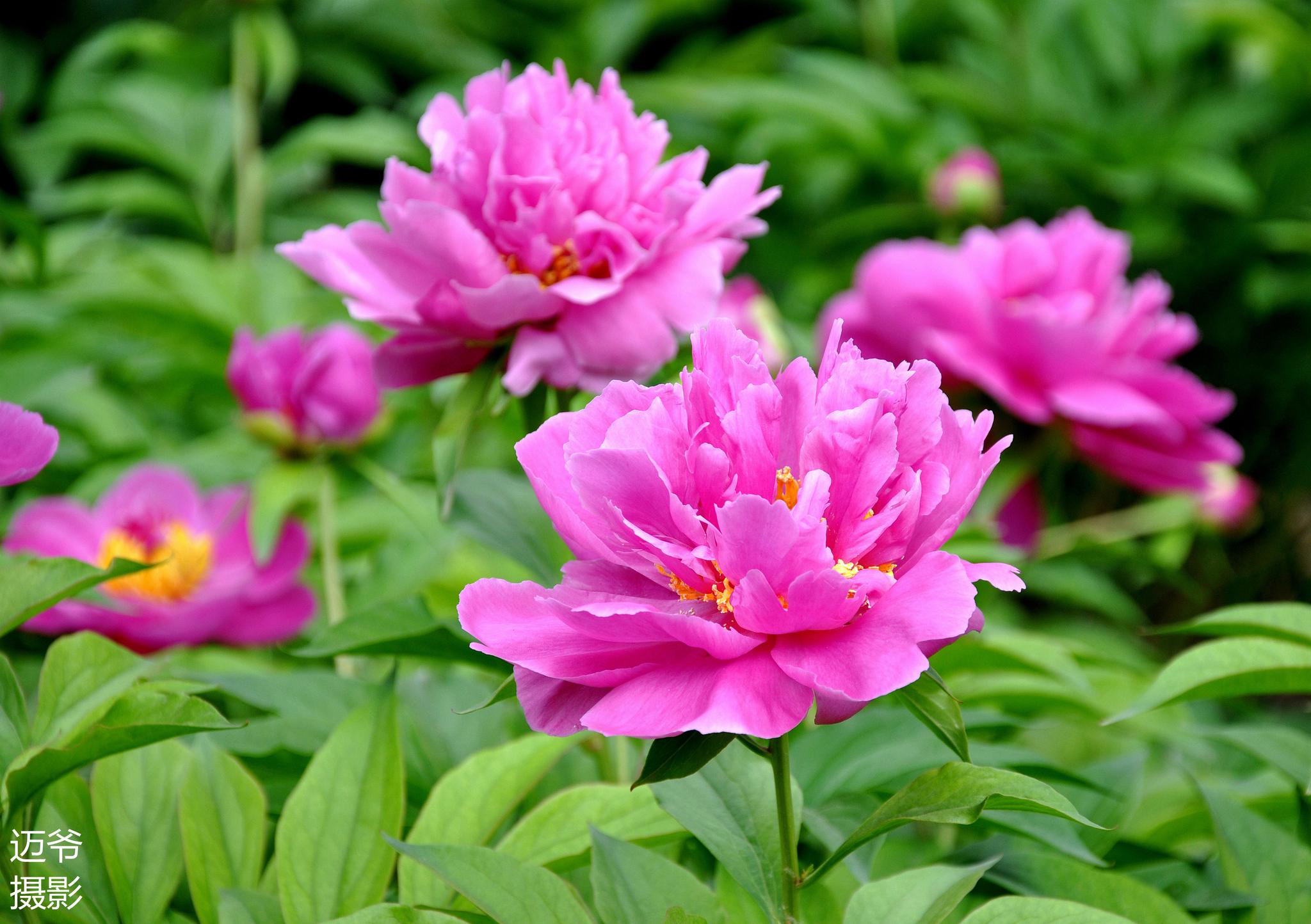 盛开的芍药花【原创摄影】