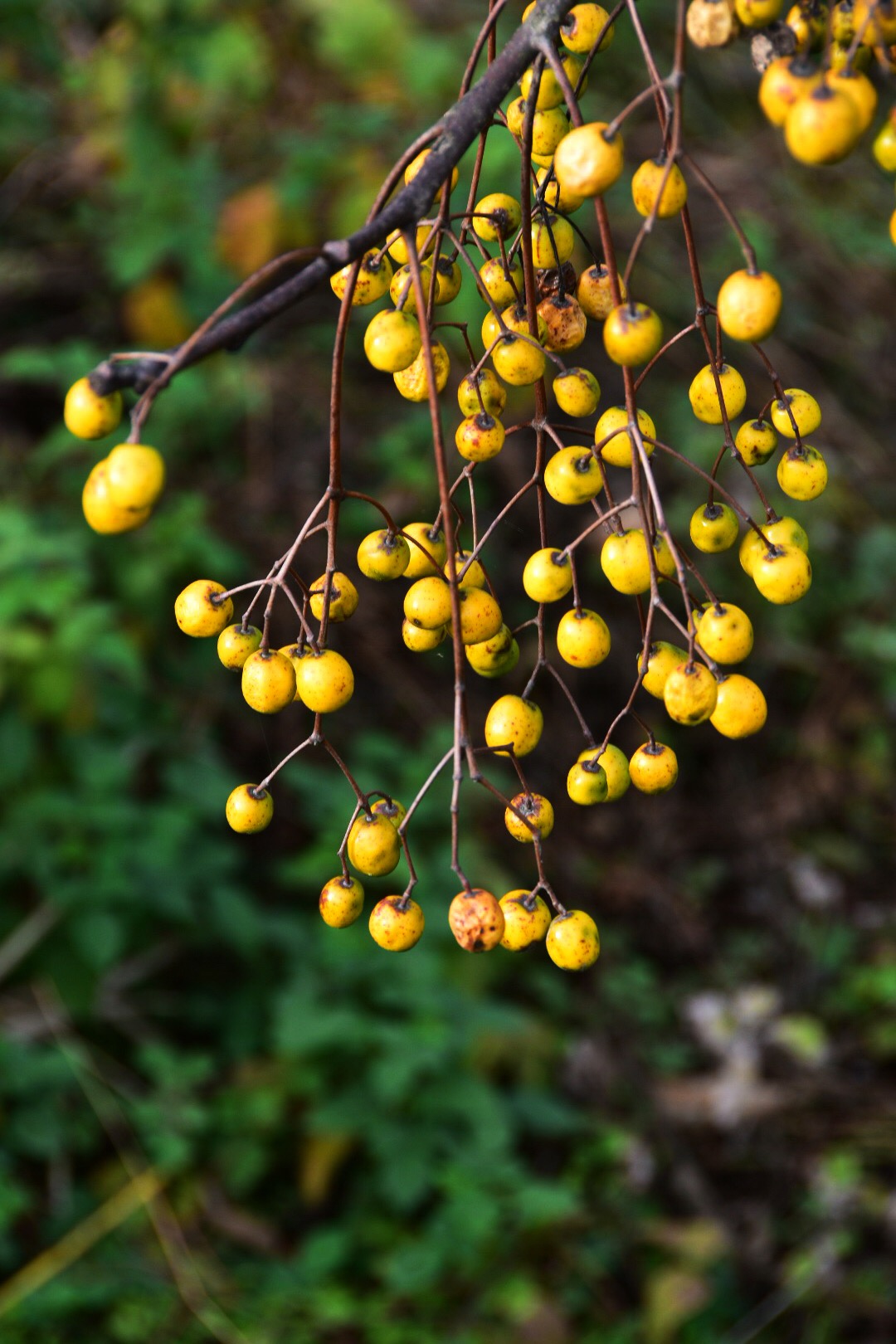 留在枝头的无患子也是道美丽的风景原创