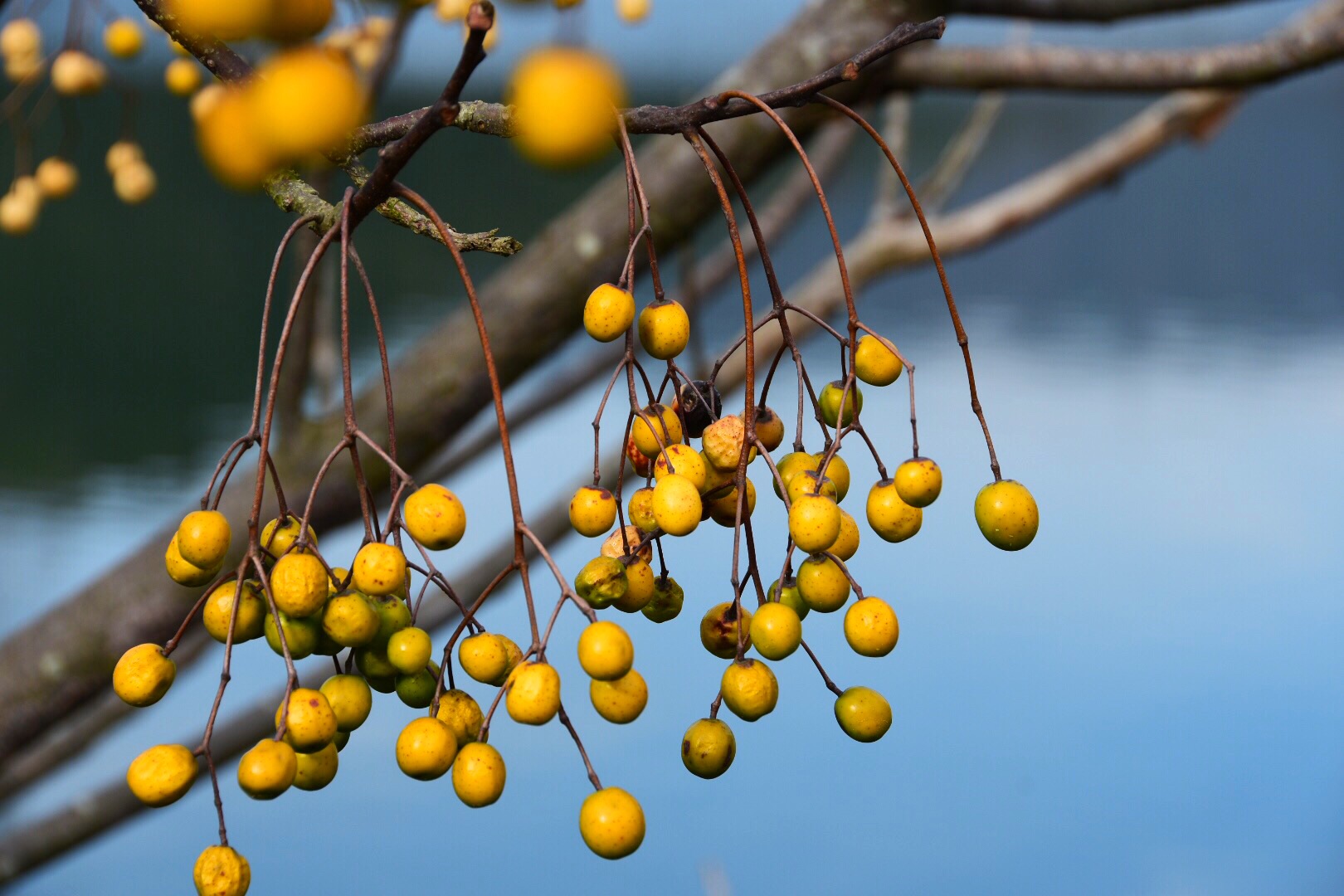 留在枝头的无患子也是道美丽的风景原创