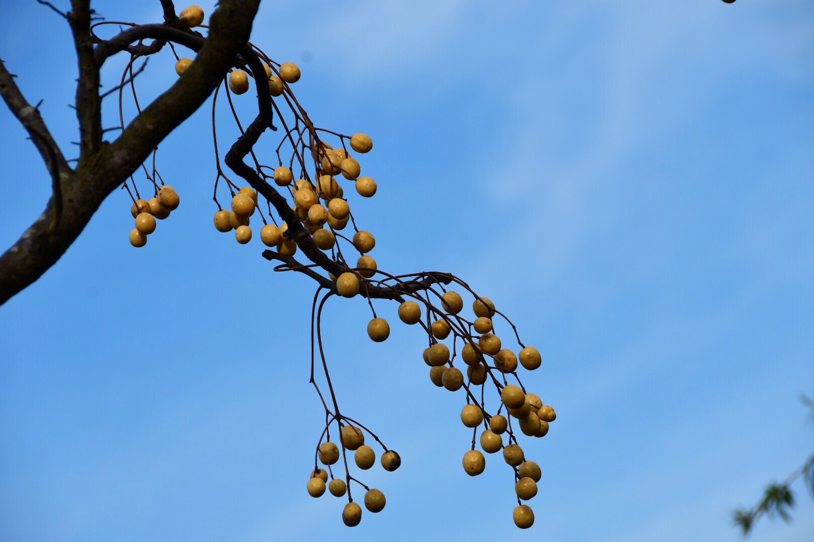 留在枝头的无患子也是道美丽的风景原创