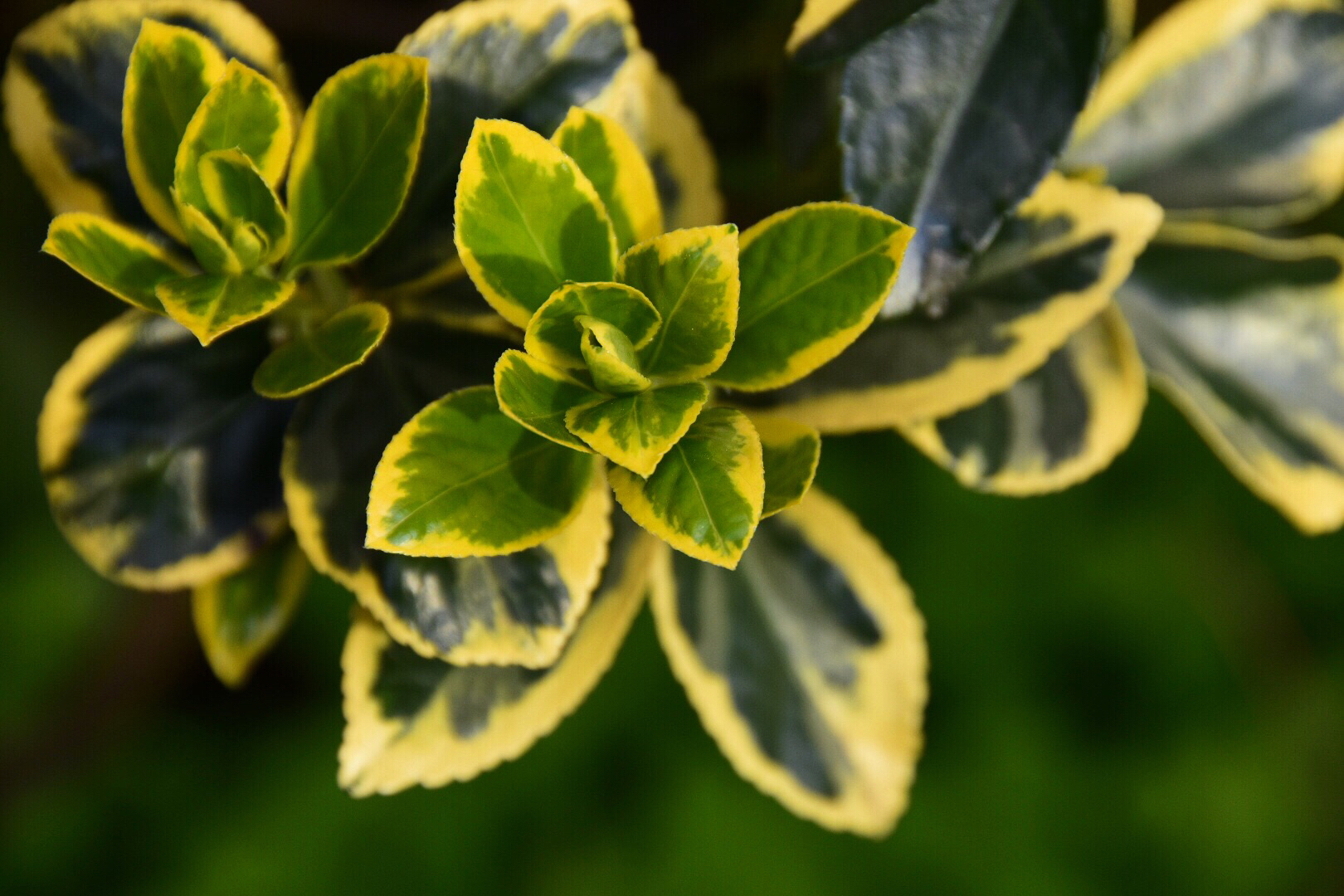 生命的美好在于充满着希望.春暖新叶系黄杨(图原创)