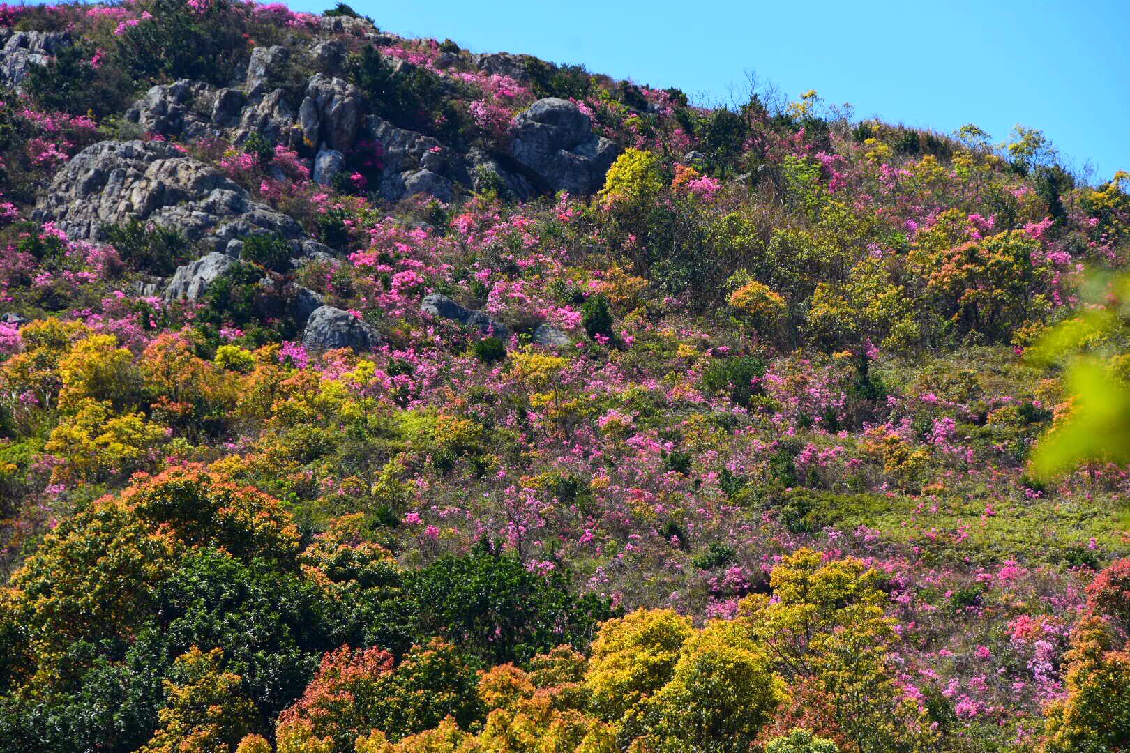 清明天气特好,乌坑满山粉色的杜鹃花与蓝天相映衬特别美(原创)