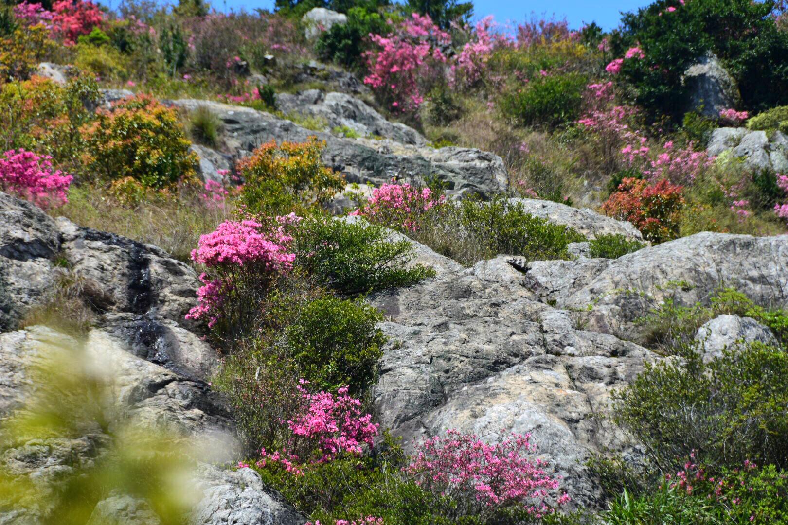 清明天气特好,乌坑满山粉色的杜鹃花与蓝天相映衬特别美(原创)