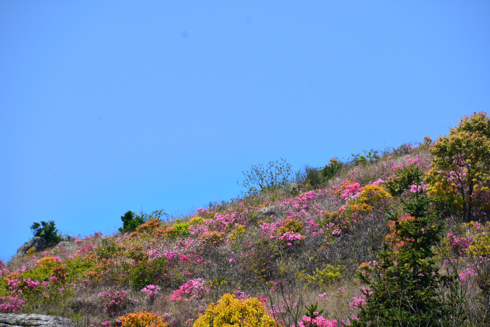 清明天气特好,乌坑满山粉色的杜鹃花与蓝天相映衬特别美(原创)