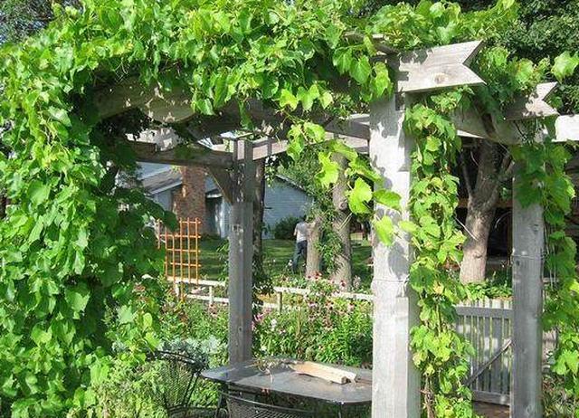 迷人的庭院,怎能少了完美的葡萄架露台?