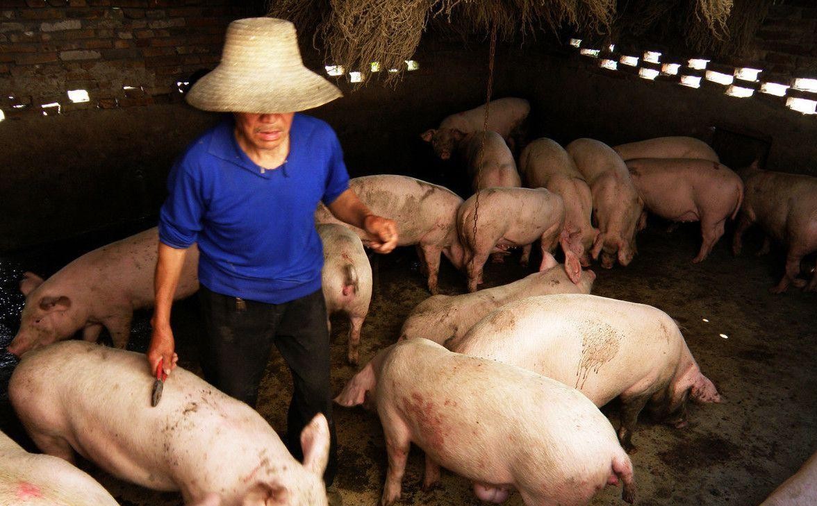 18年猪价持续低迷, 农村19年养猪业将无利可图? 或许不是你想的