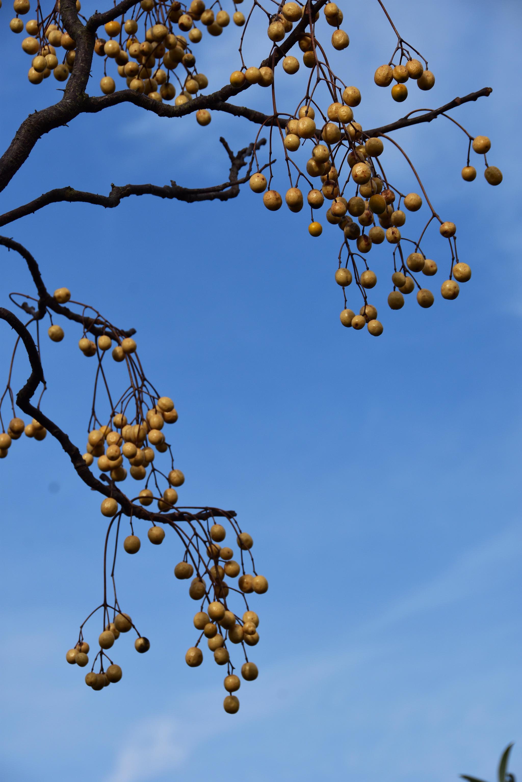 留在枝头的无患子也是道美丽的风景(原创)|无患子|枝头|原创_新浪新闻