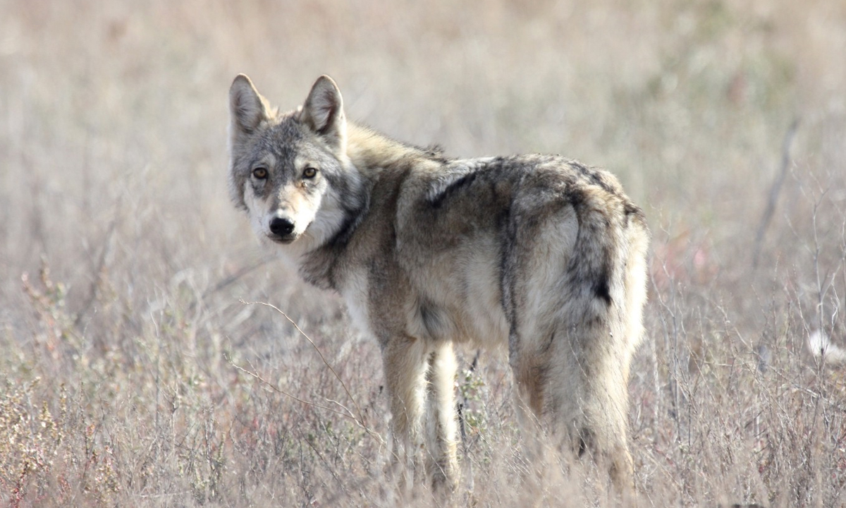 狼群|东北虎|狼_新浪新闻
