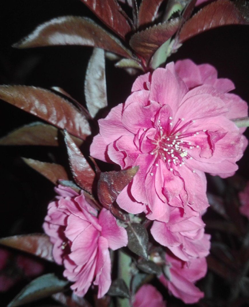 碧叶桃花相映红,桃花依旧笑春风