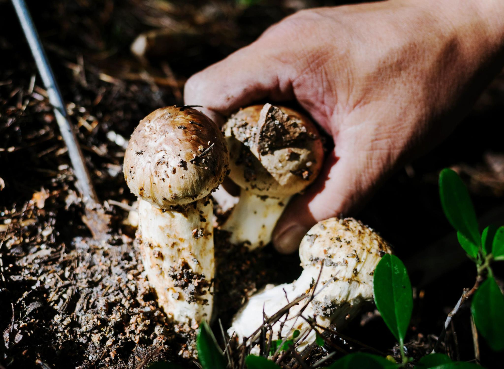 东北特产松茸,猴头菇被人采到时的喜人情景