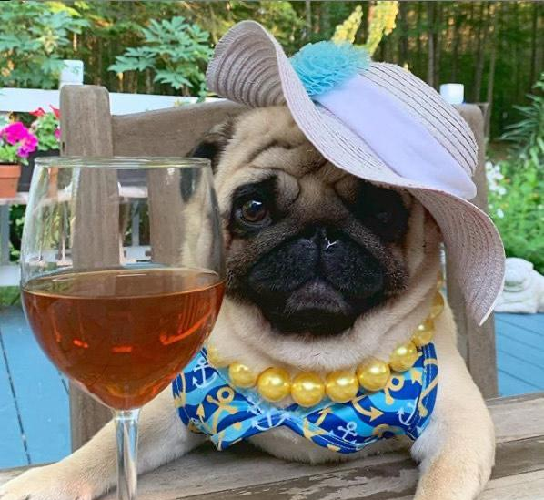 三只丑萌小狗狗,喜提狗界名媛称号