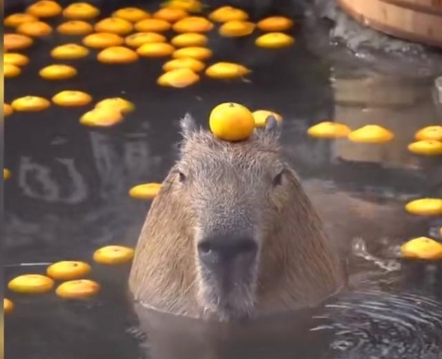 水豚泡温泉头顶橘子一动不动,呆萌可爱吸引无数游客