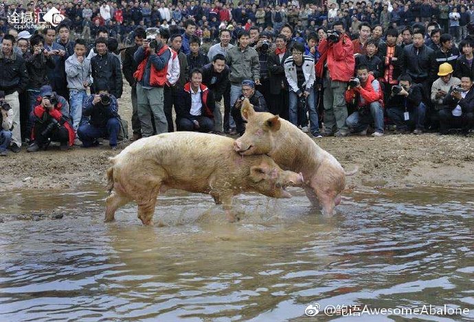 看什么神仙打架?猪年要看猪打架!