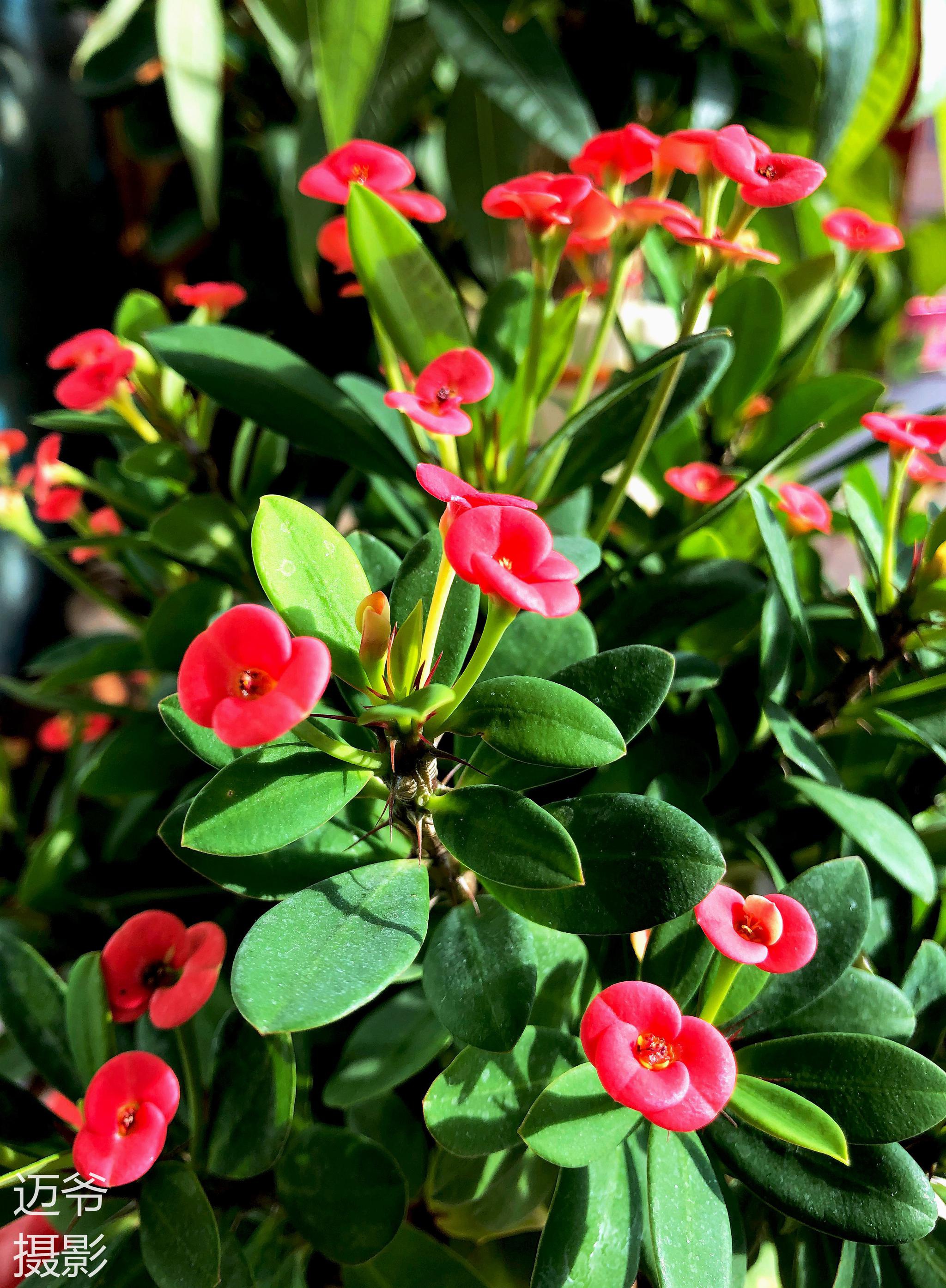 盛开的铁海棠【手机原创摄影】