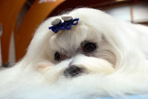 犬科哺乳动物马尔济斯犬简介